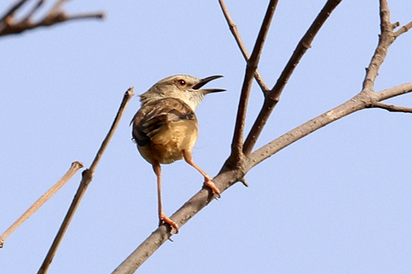 Tawny-flanked Prinia